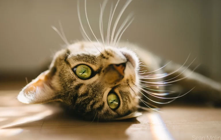 Cats have specialized whiskers