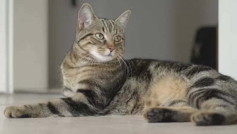 Classic Charm American Shorthair