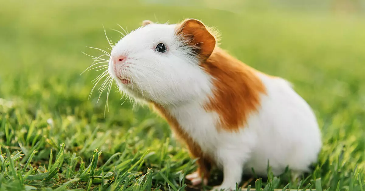 Guinea Pigs: Fun Facts and Care Basics