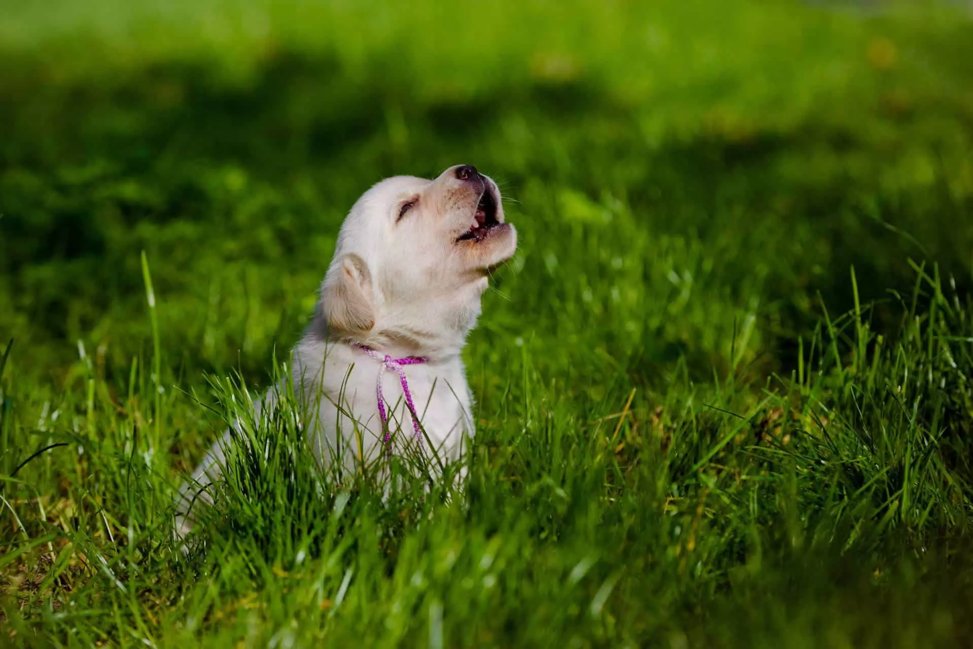 Why Do Dogs Howl at Music?