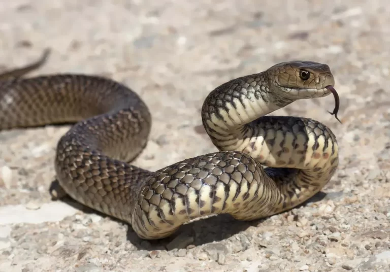 Fascinating Snake Care Tips