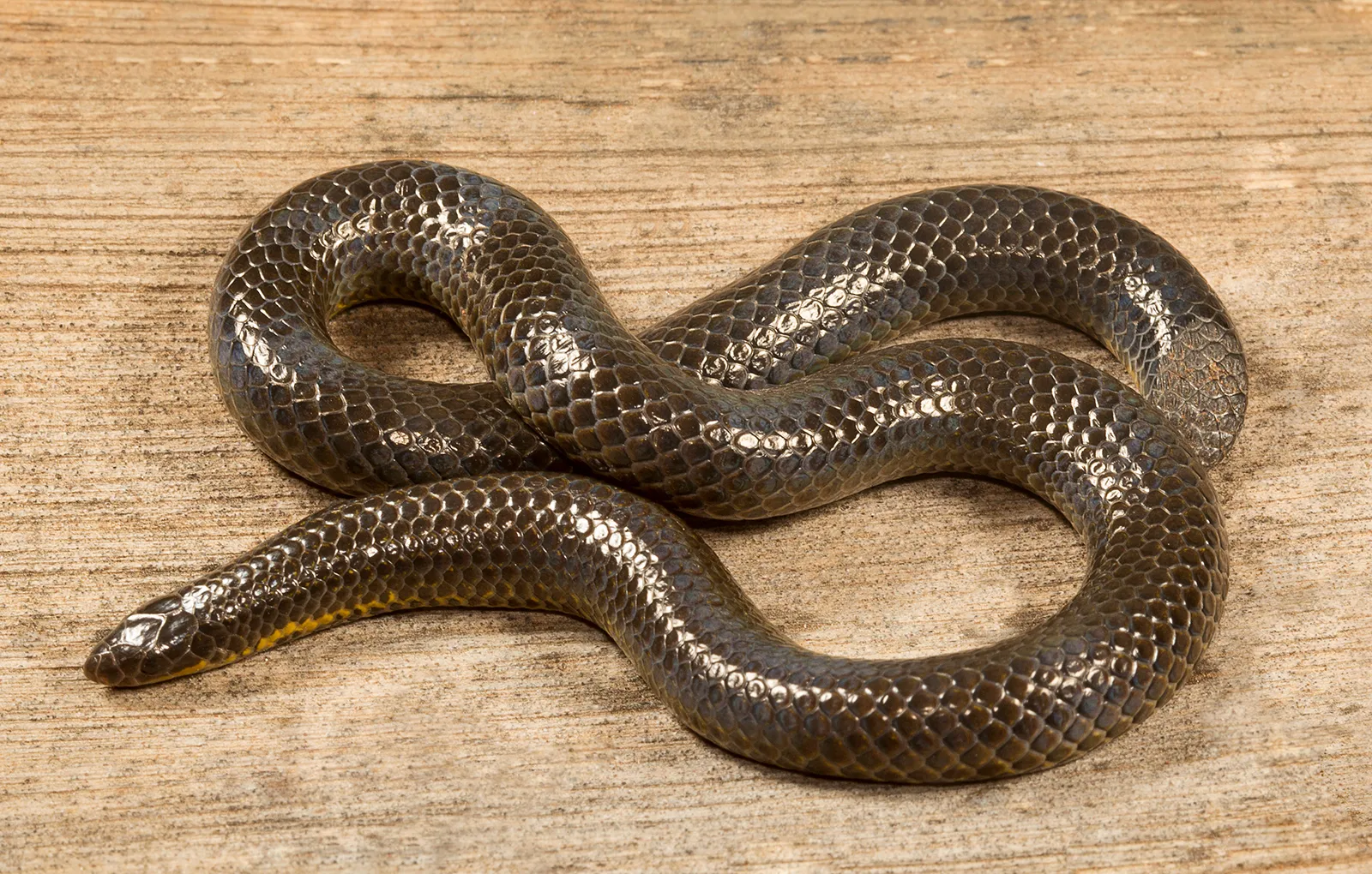 How to Set Up a Reptile Enclosure: Heat, UVB and Humidity Basics