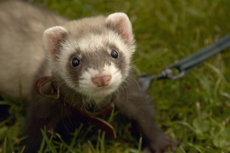 Ferret as a pet