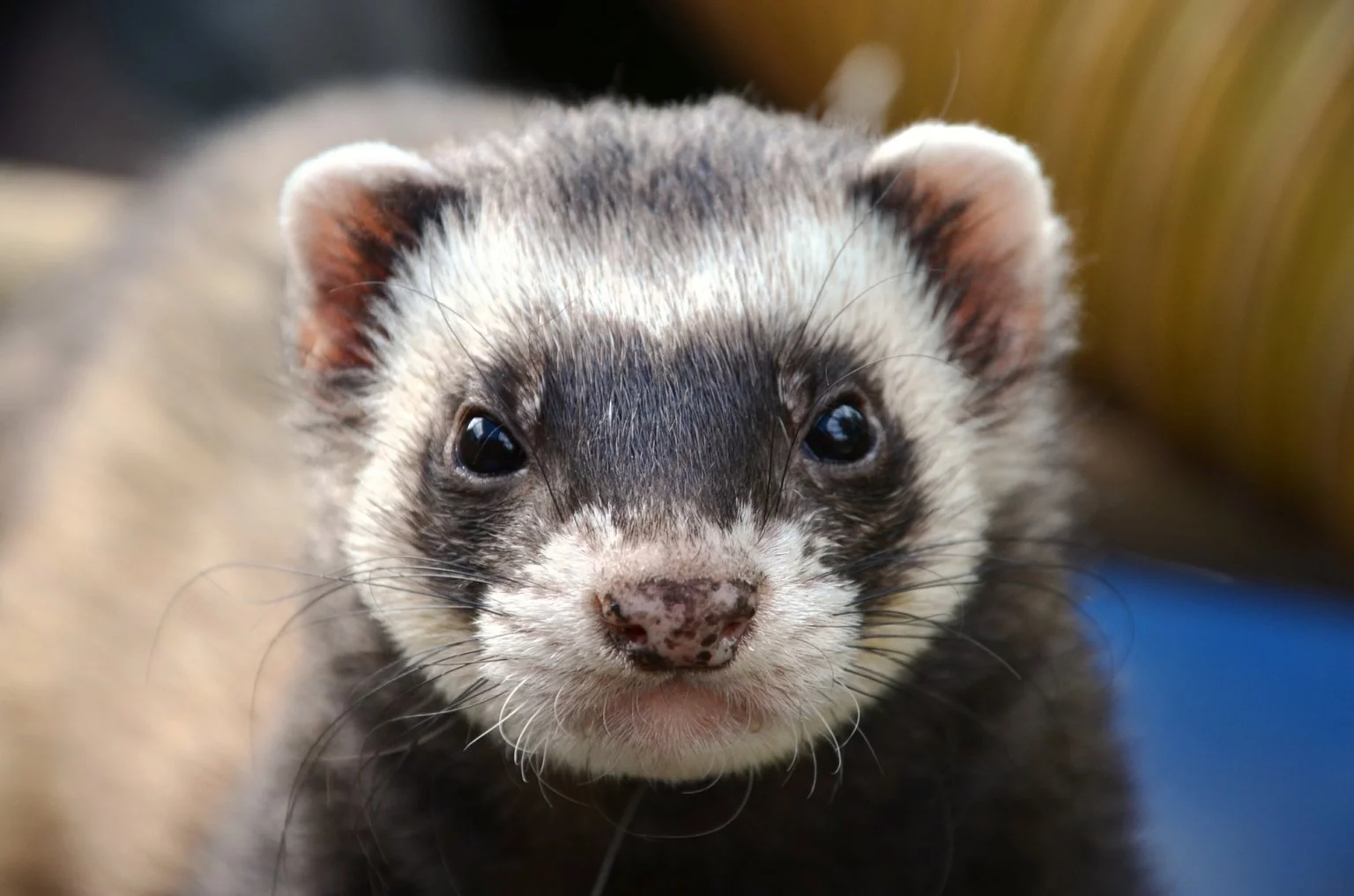 How to Find a Good Vet for an Exotic Pet (and What to Ask)