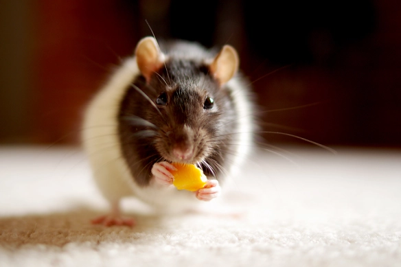 Mice really like cheese