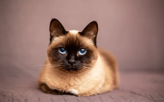 Siamese Elegance and Personality
