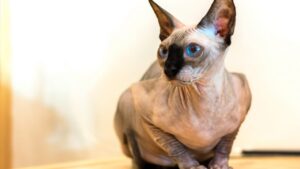 Sphynx Breed Unique Appearance