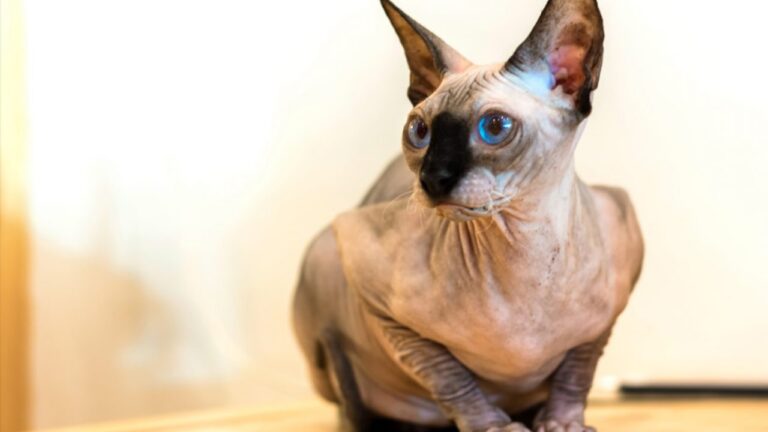 Sphynx Breed Unique Appearance