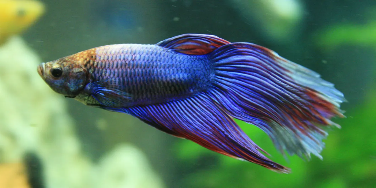 Why Is My Betta Fish Not Moving?