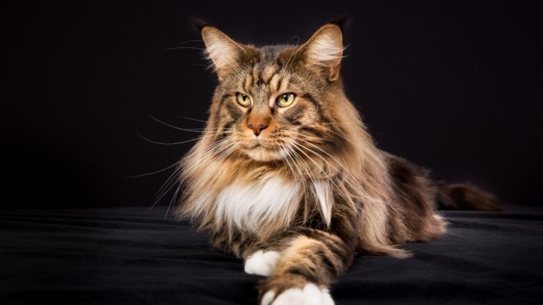 The Affection Maine Coon