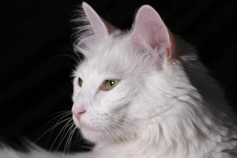 The Angora Breed Cat