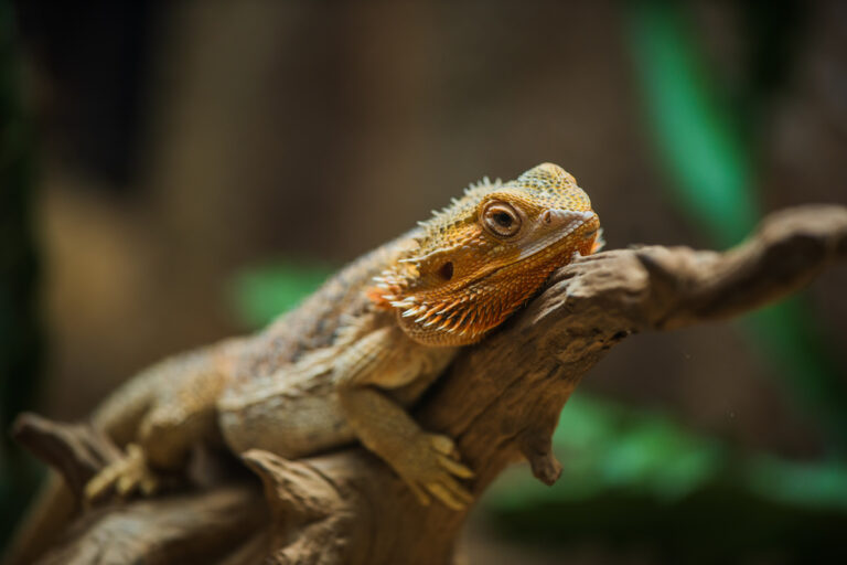 The Bearded Dragon Pet