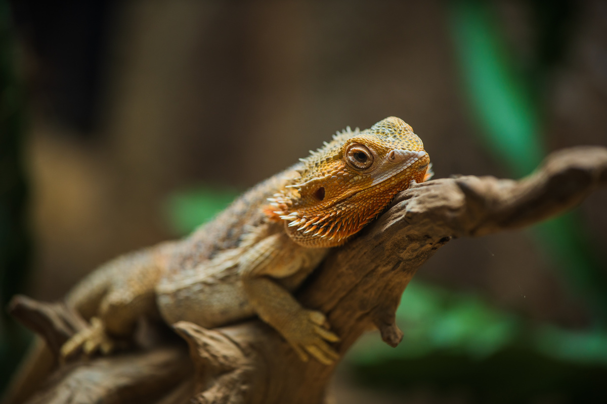 Bearded Dragons: A Beginner-Friendly Reptile