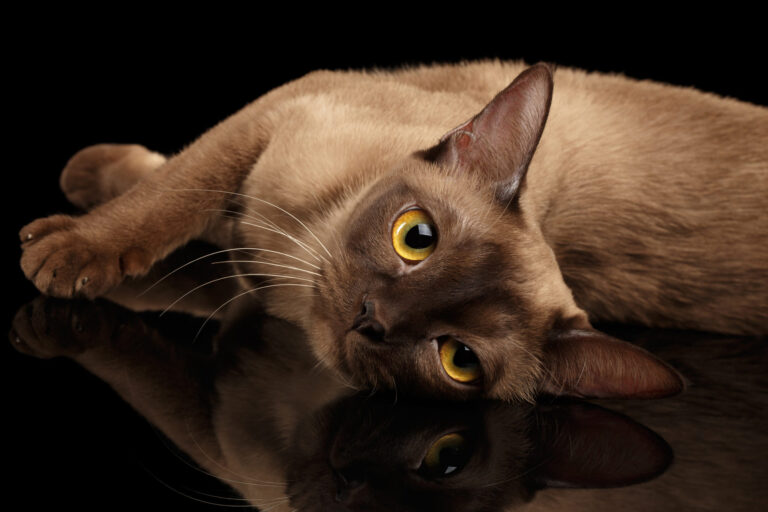 The Burmese Breed Cat