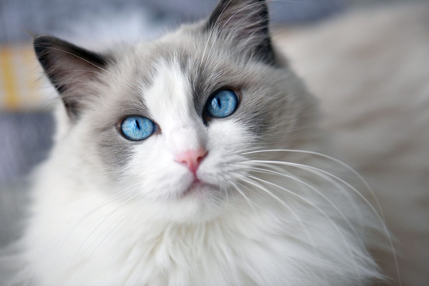Ragdoll Cats: Gentle Giants of the Cat World