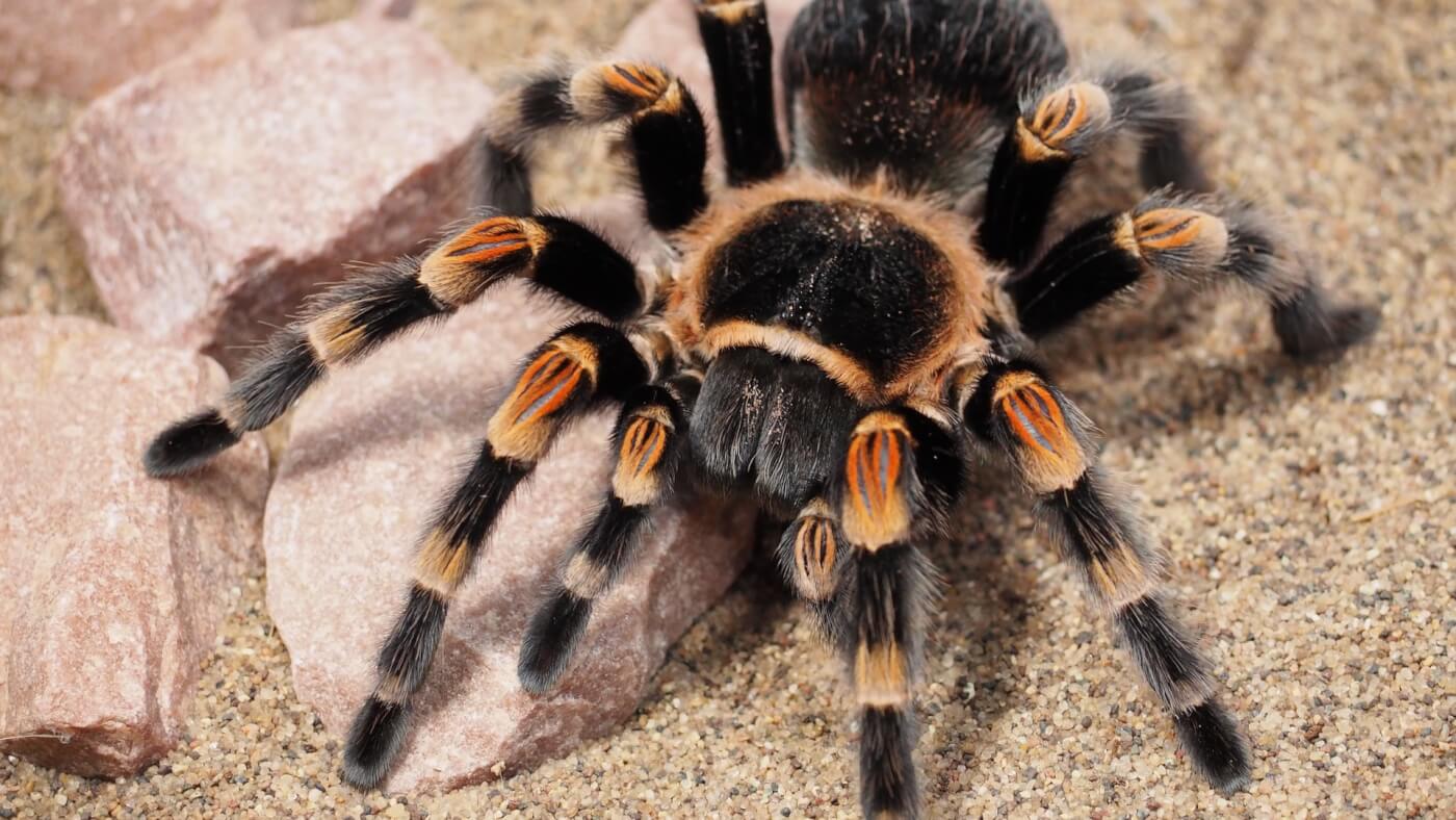 Pet Tarantulas: What Beginners Should Know