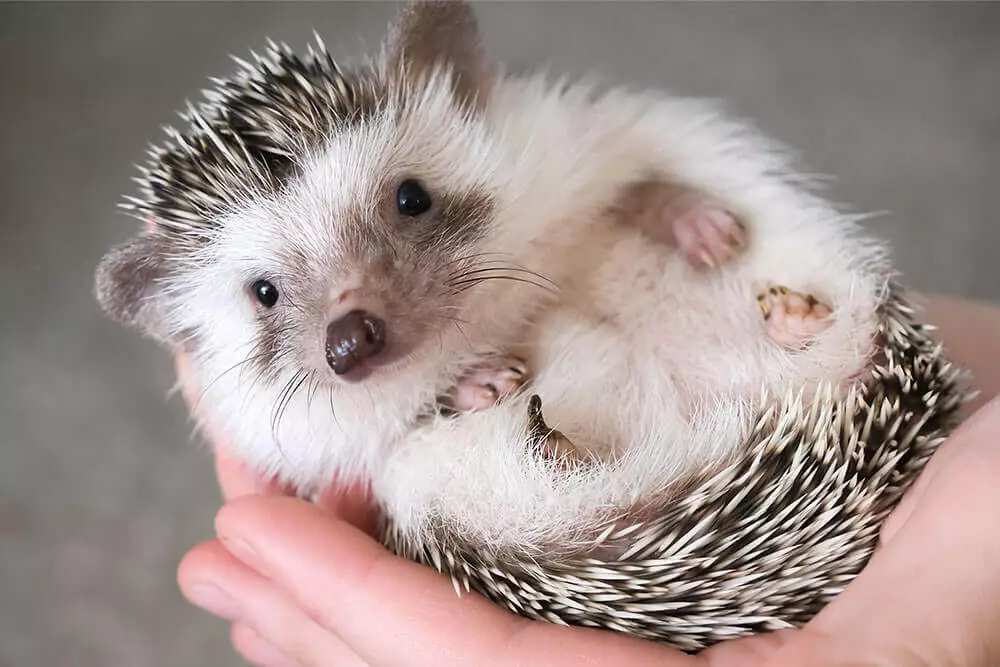 African Pygmy Hedgehogs as Pets