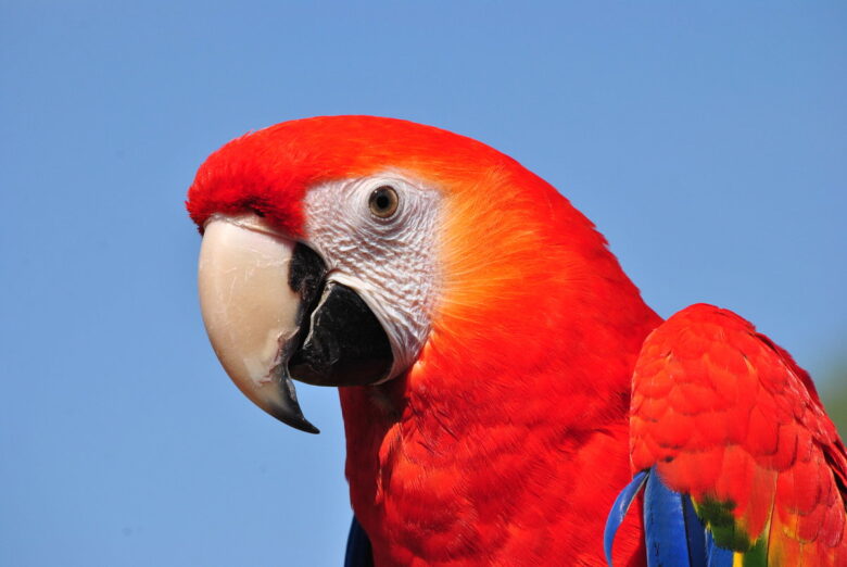 The Parrots as Pet