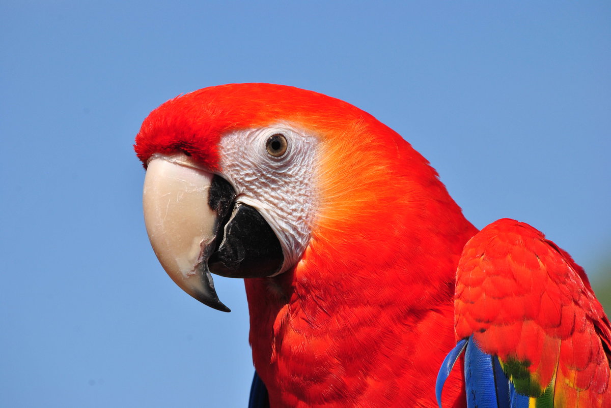 Parrots as Pets: Intelligence, Diet and Daily Needs