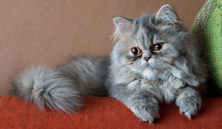 The Persian Breed Cat