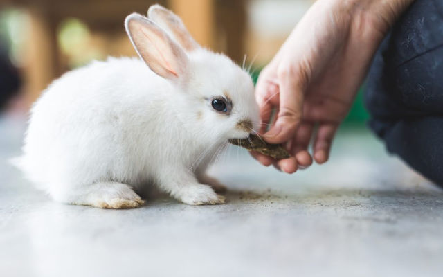 The Rabbit as pet