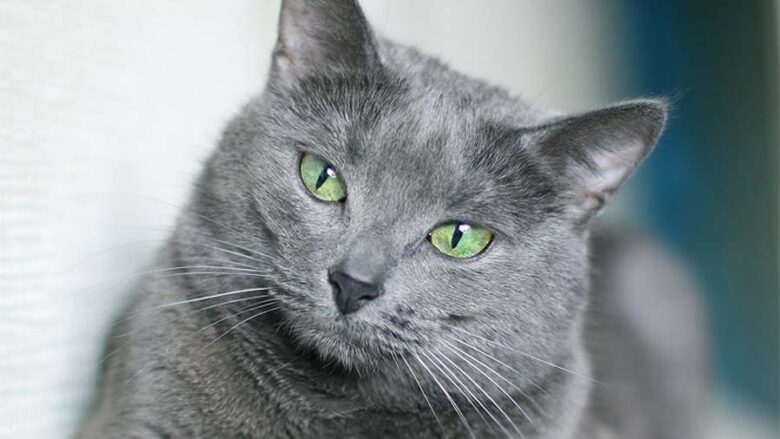 The Russian Blue Cat
