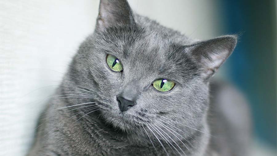Russian Blue Cat: Appearance, Temperament and Care