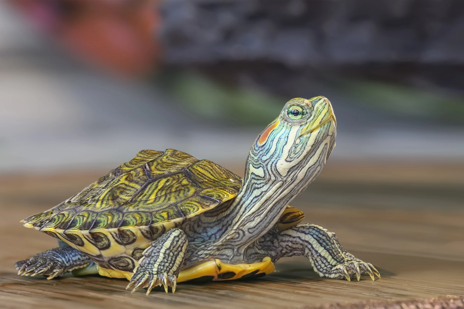 Aquatic Turtles as Pets: Lifespan and Care