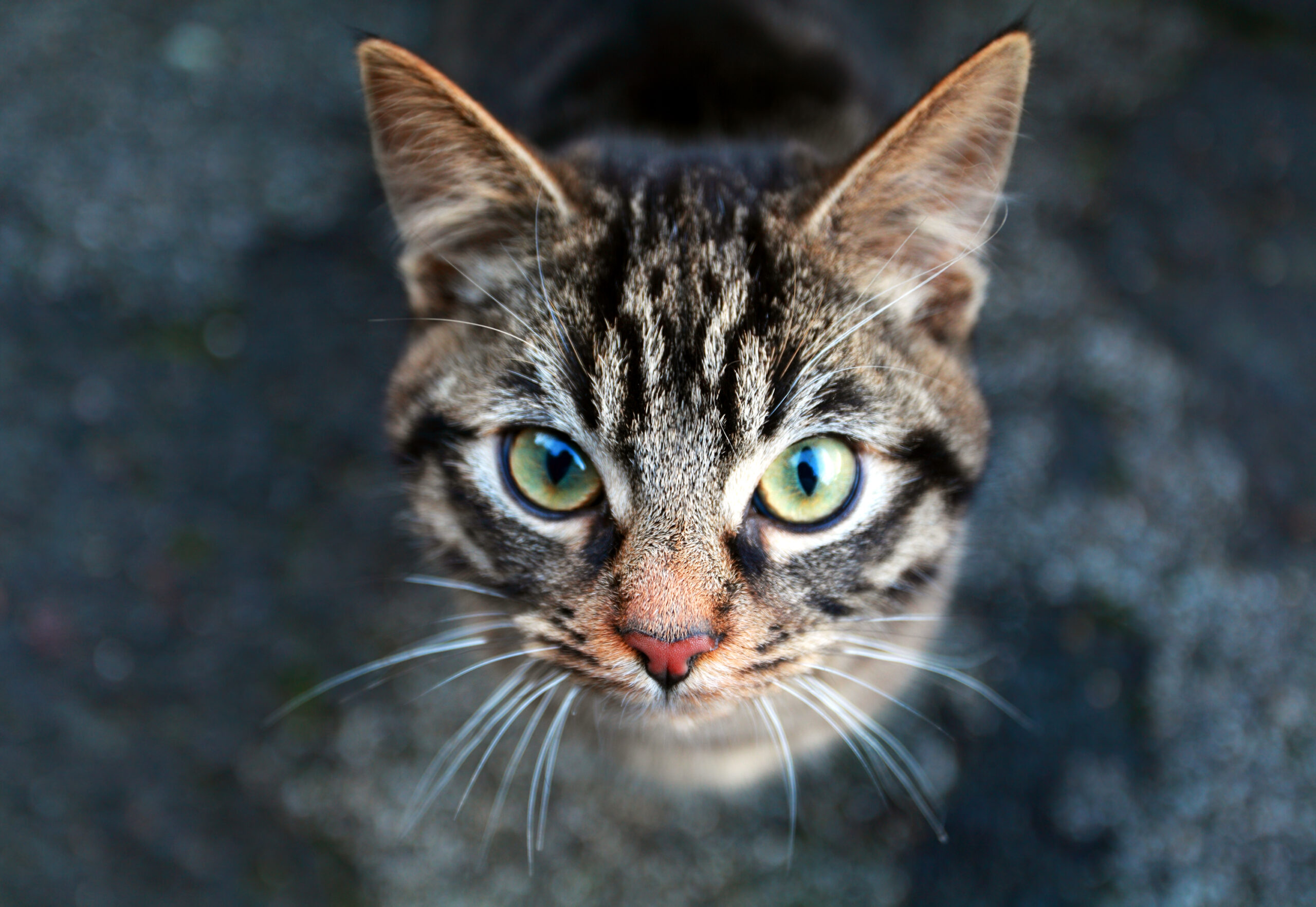 Cat Body Language: What Your Cat’s Tail, Ears and Eyes Really Mean