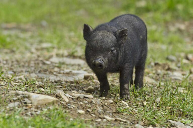 Vietnamese Pot Bellied Pig