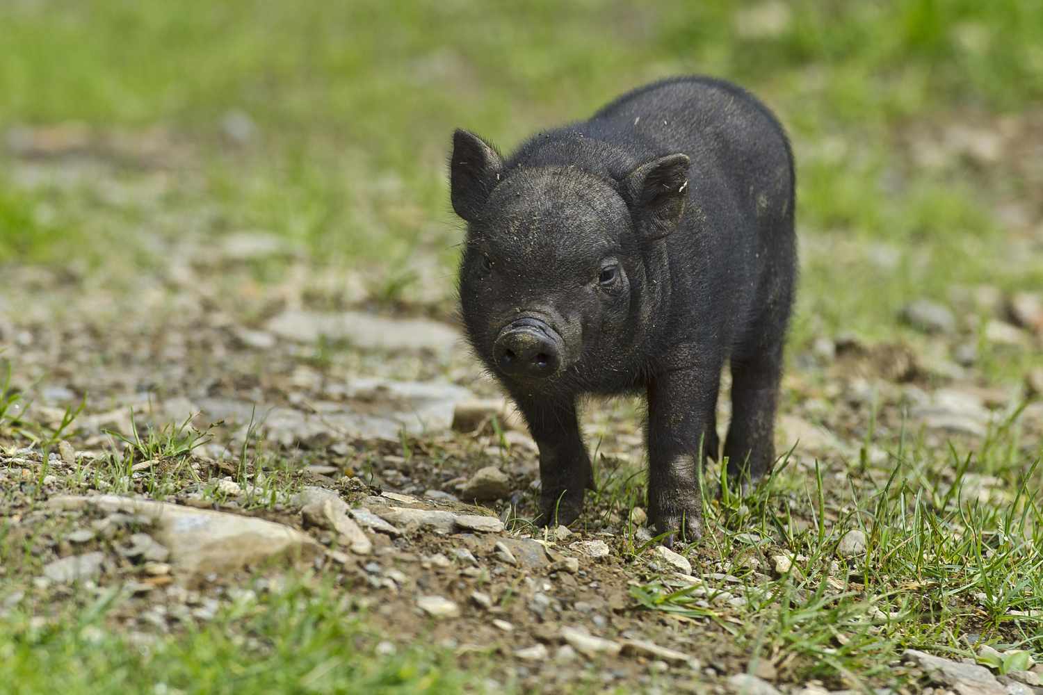 Pot-Bellied Pigs: Are They Right for You?