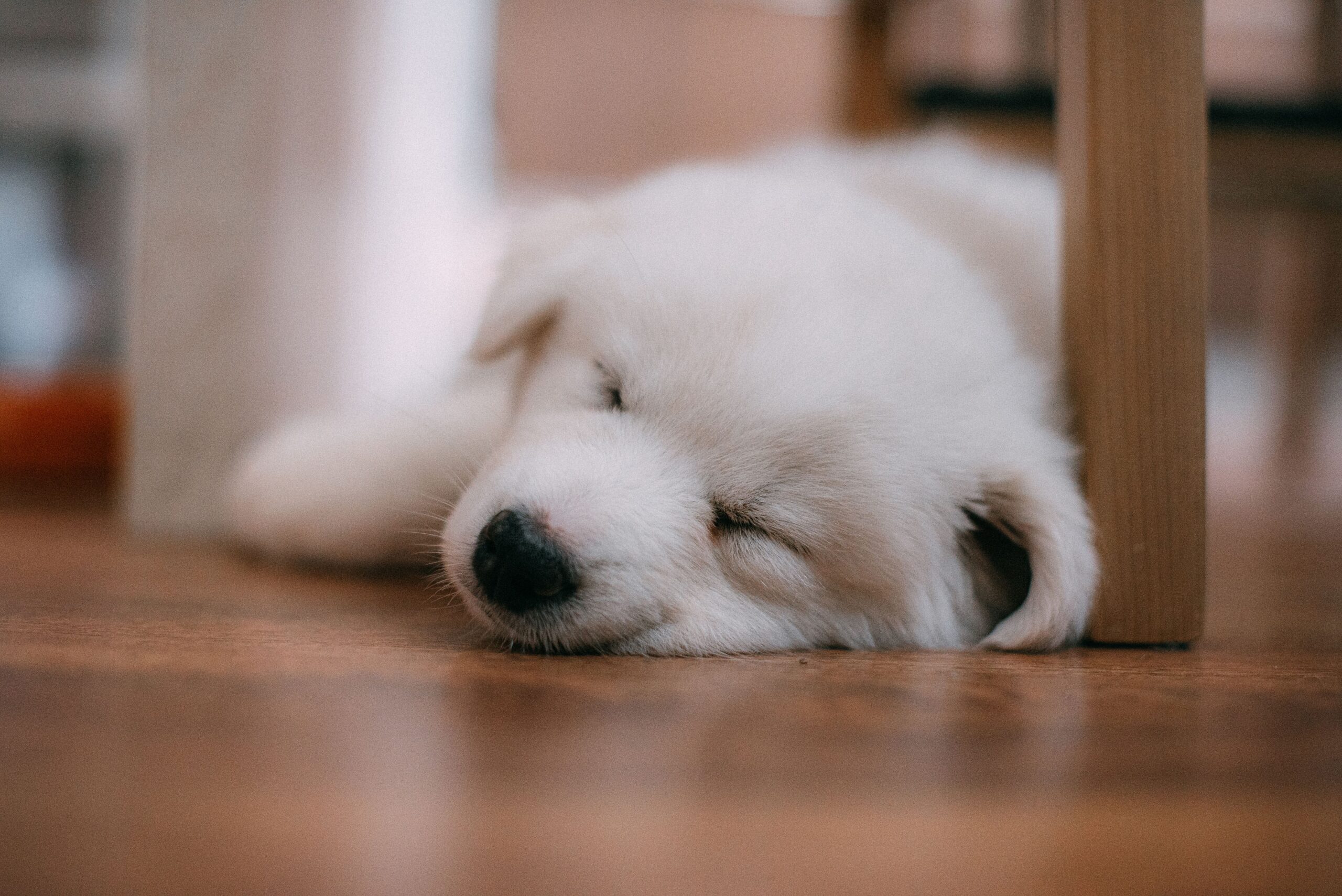 Can Animals Dream?
