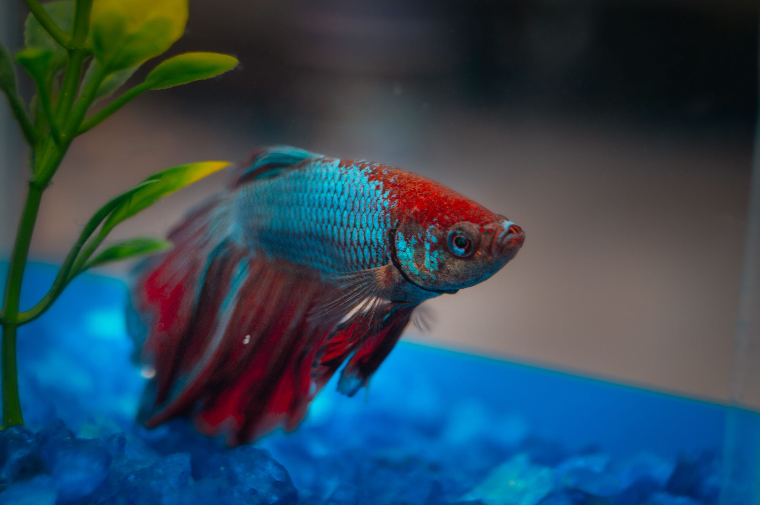Do Betta Fish Recognise Their Owners?