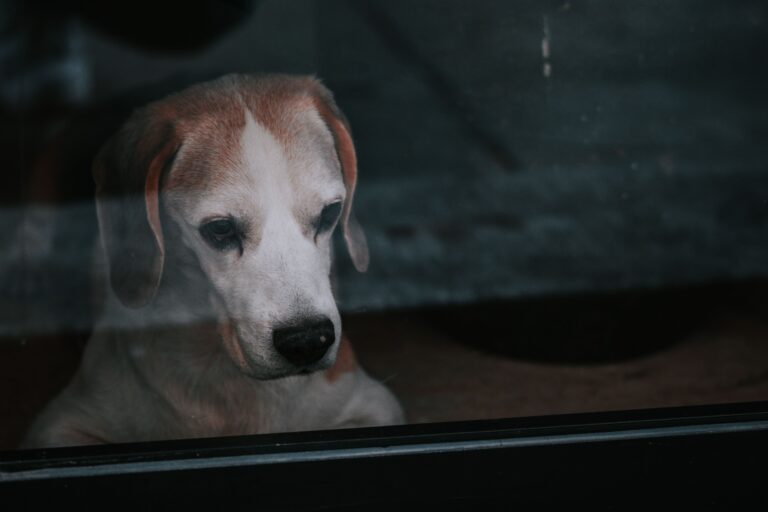 Do Dogs Miss You When You Leave
