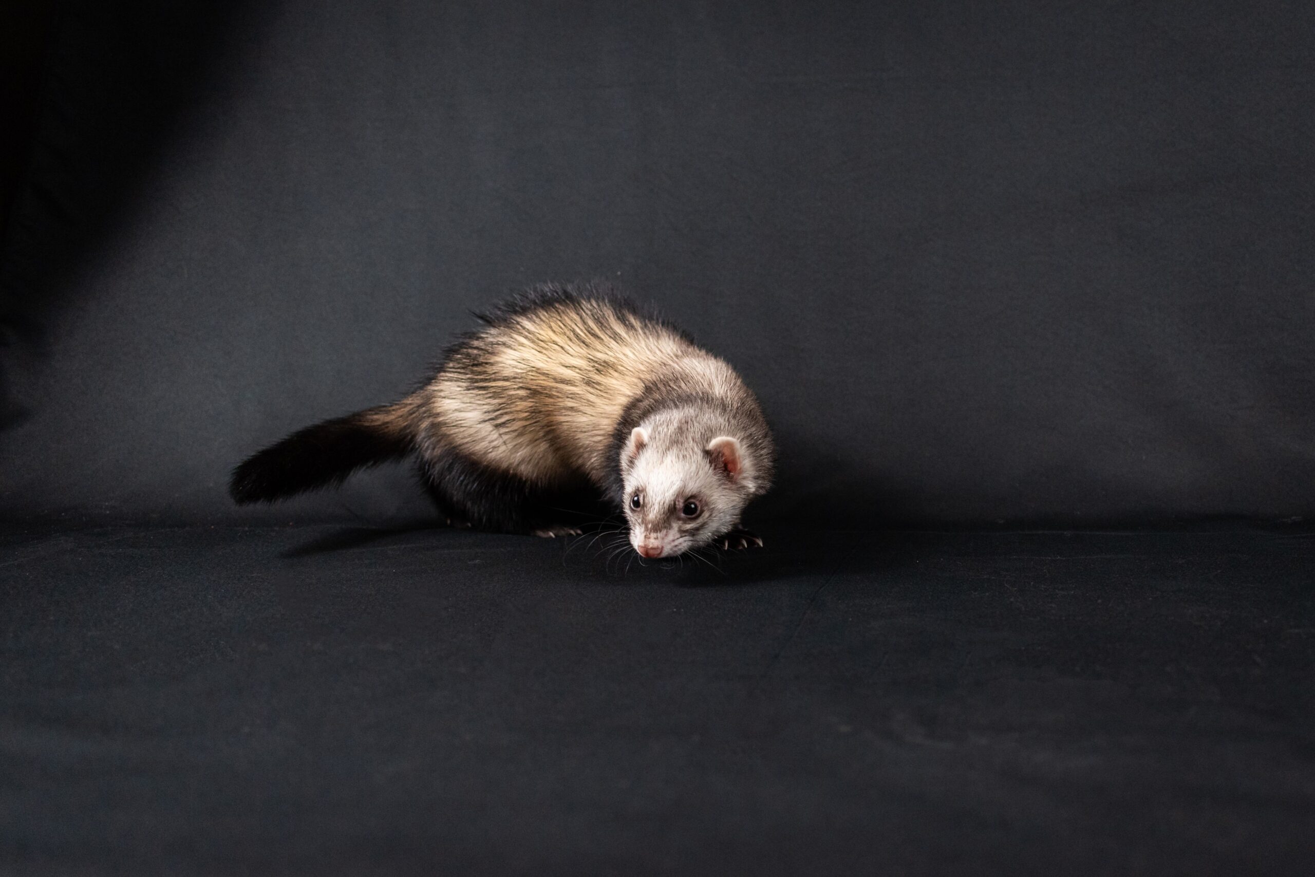 Do Ferrets Smell?