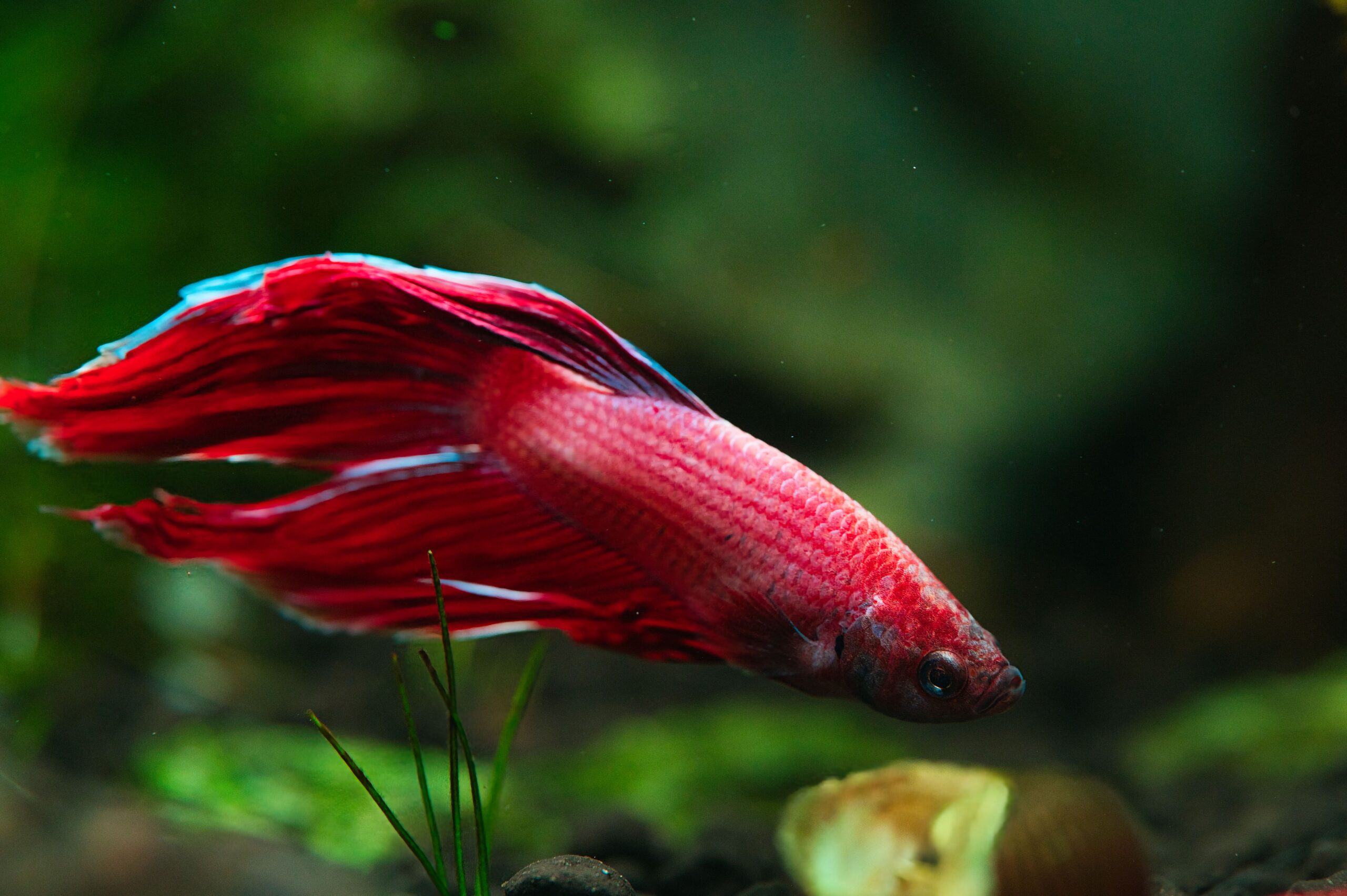 Do Fish Feel Pain?