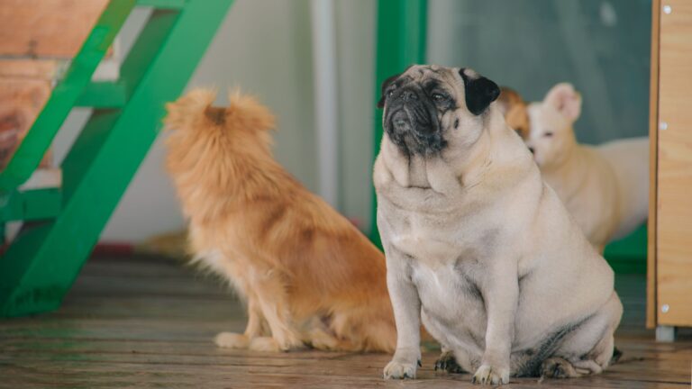 Dog Obesity How to Tell If Your Dog Is Overweight