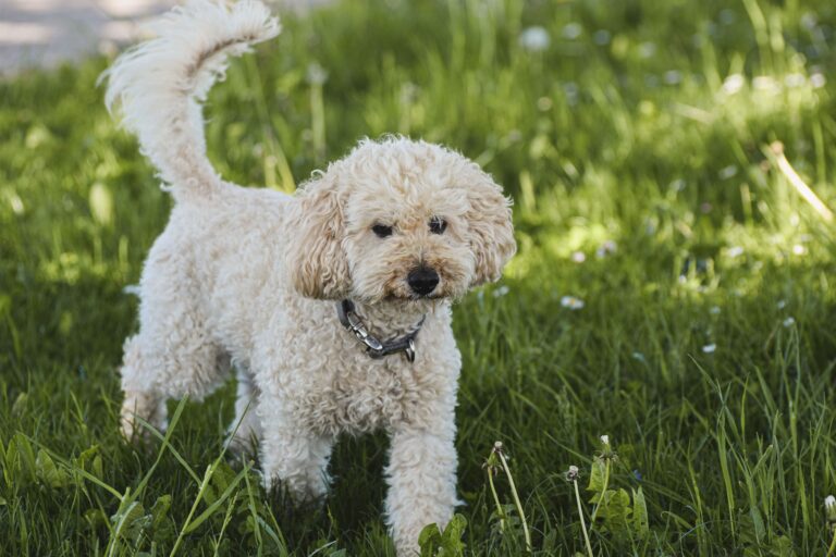 Dogs Wag Their Tails