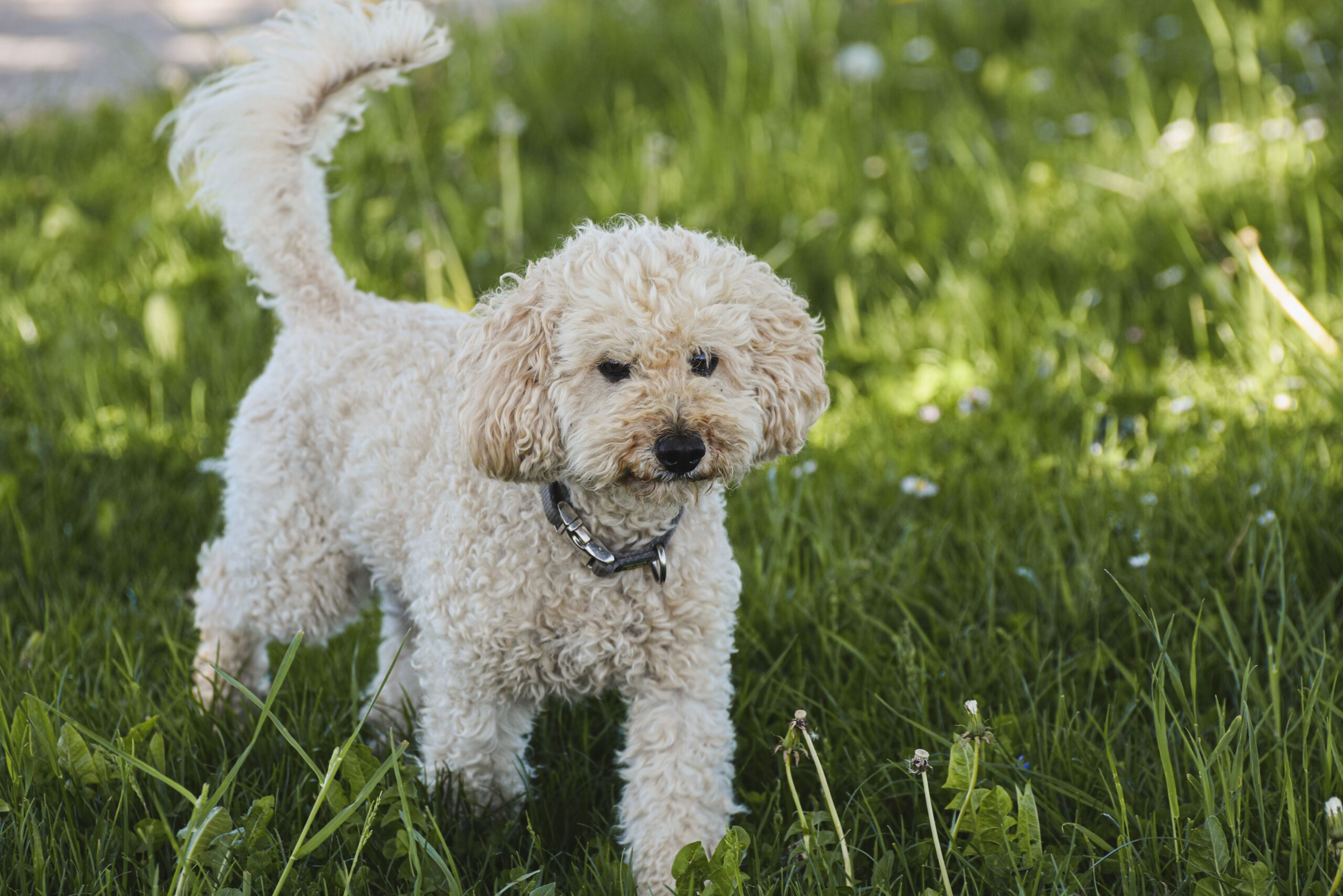 Why Do Dogs Wag Their Tails?