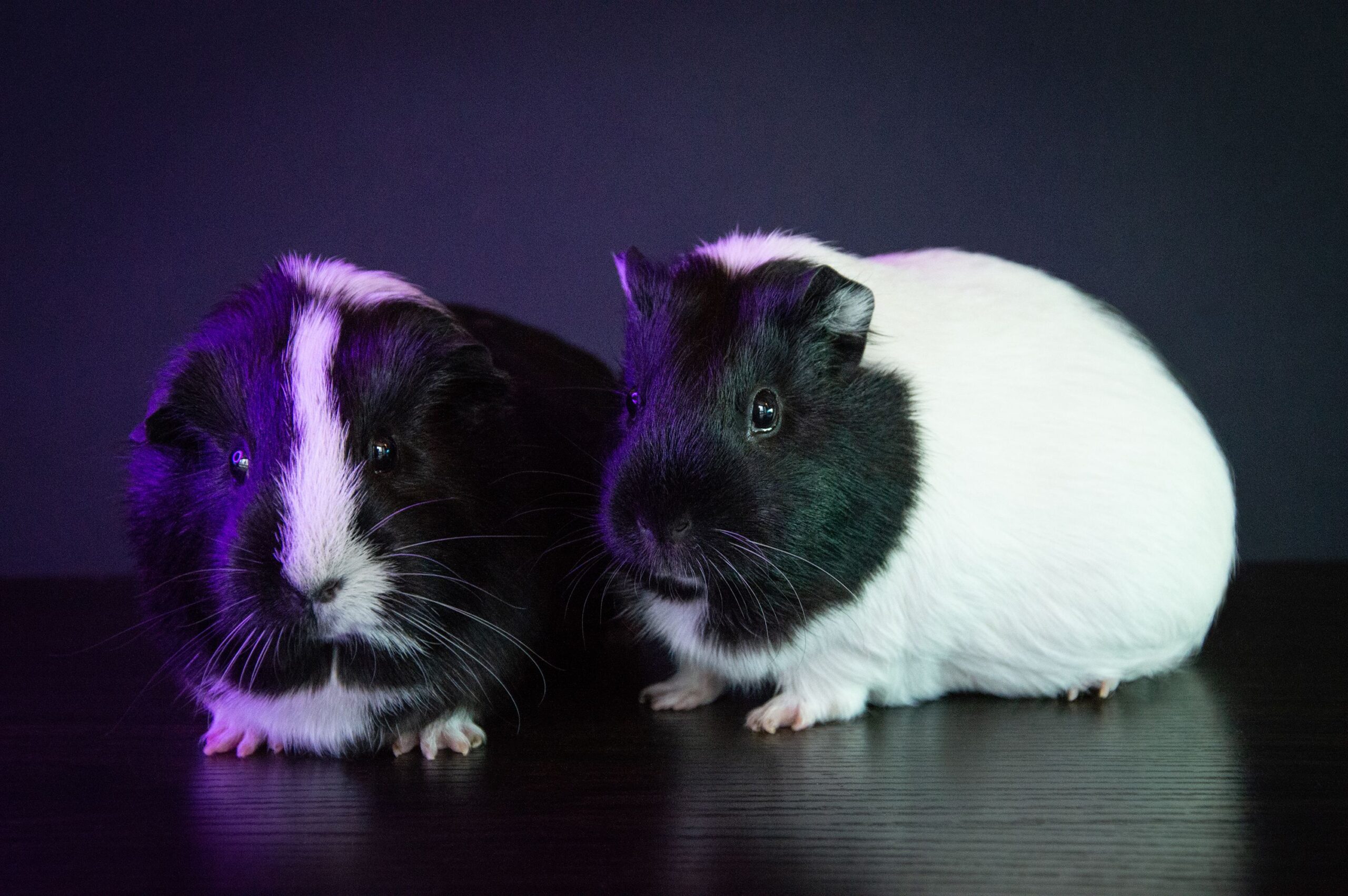 How Long Do Guinea Pigs Live?