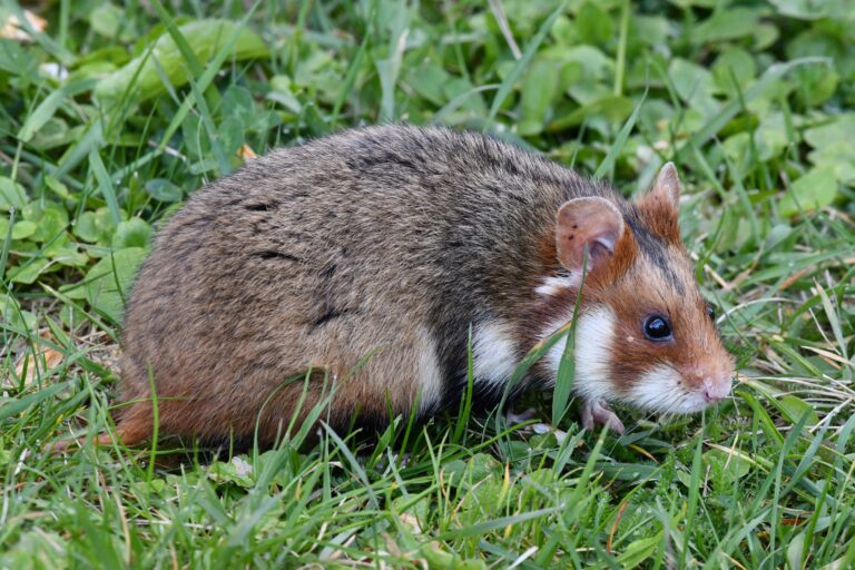 How Long Do Hamsters Live