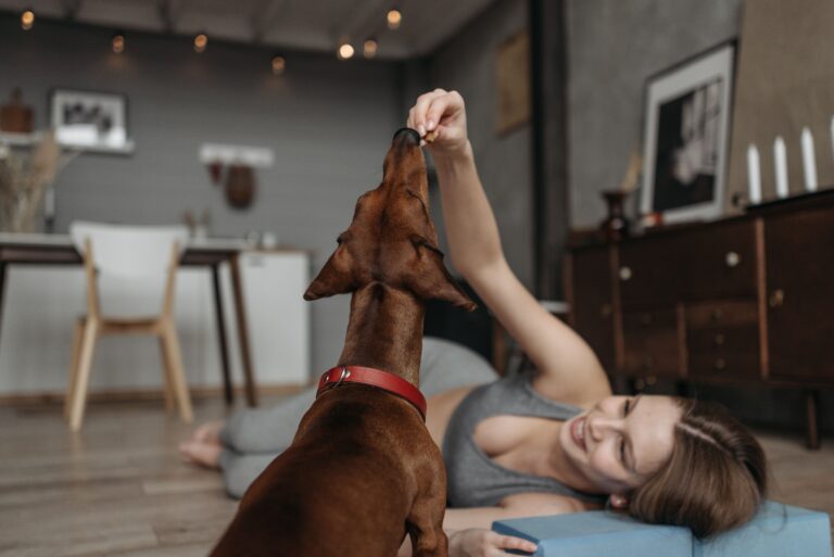 How Often Should You Feed a Dog