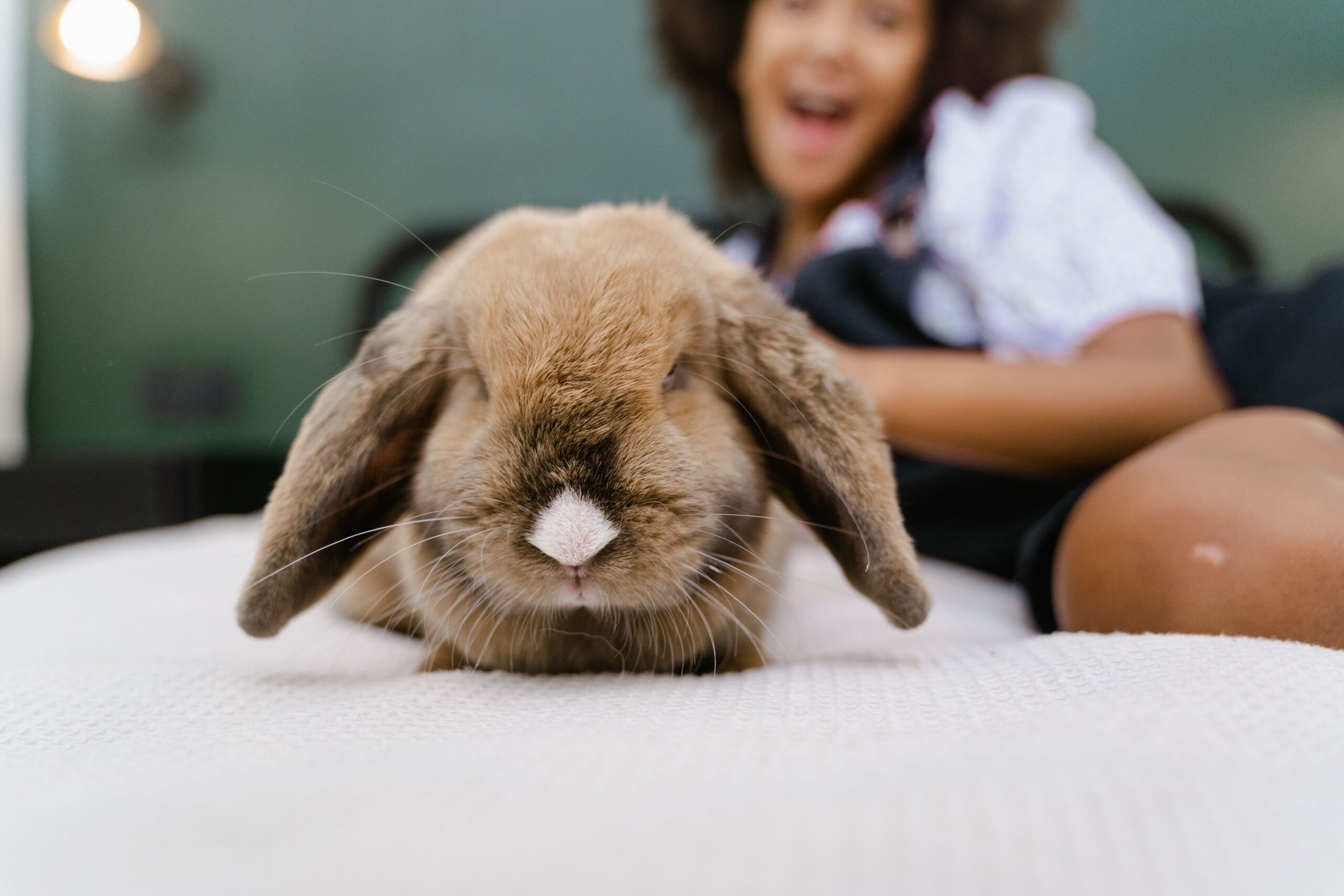 How to Tell If Your Rabbit Is Happy