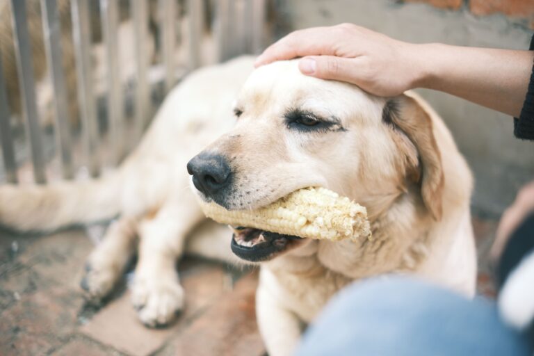 Human Foods Dogs Can and Can’t Eat: A Complete Vet-Backed Guide