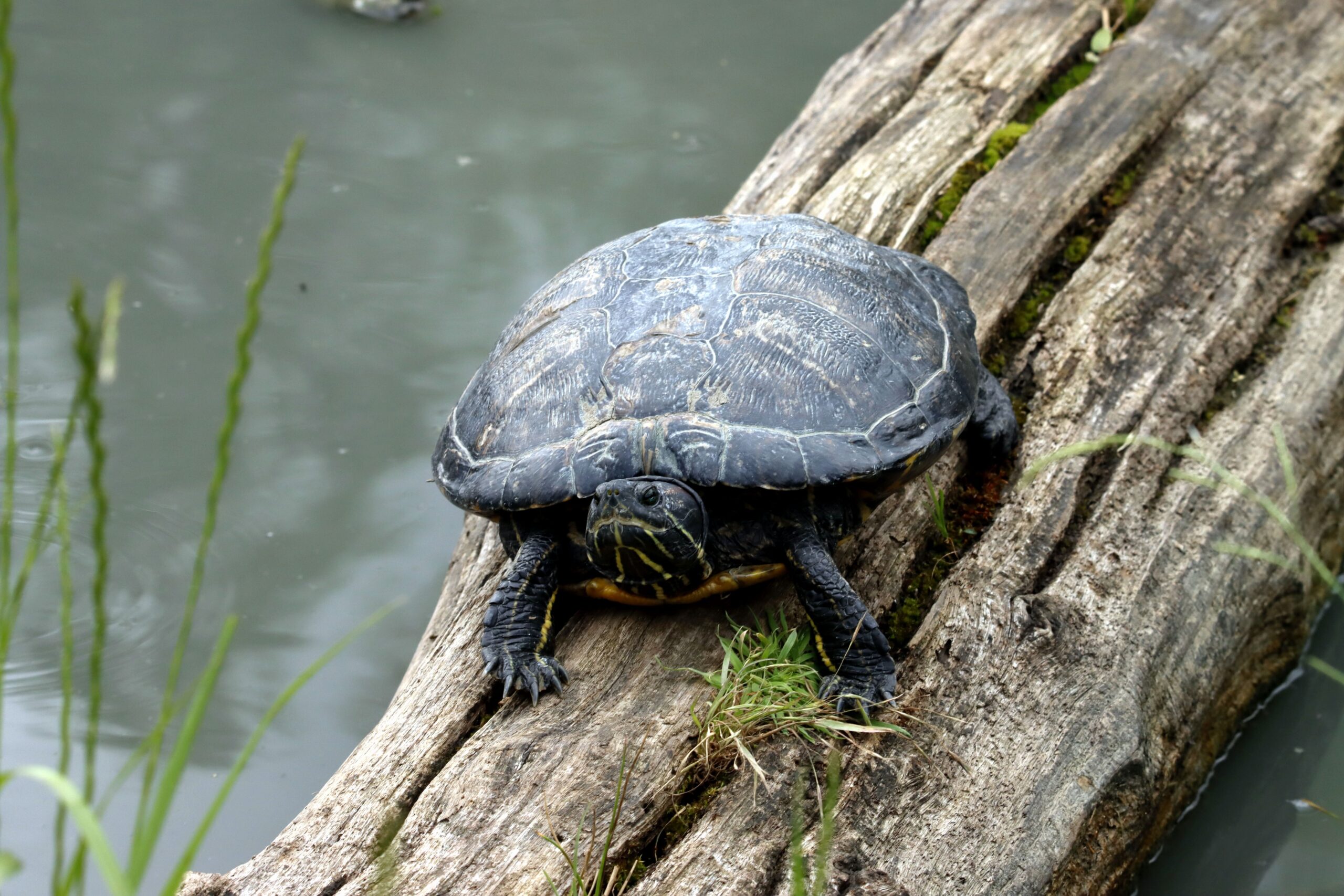 Pet Turtle Care Guide