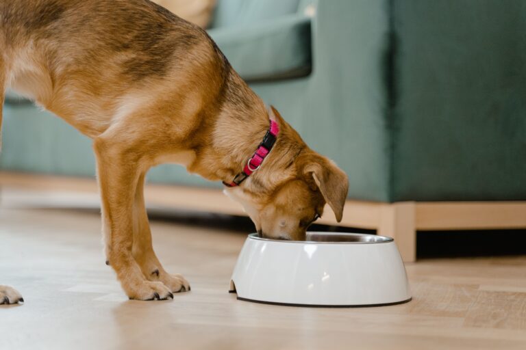 Wet vs Dry Dog Food Which Is Better for Your Dog