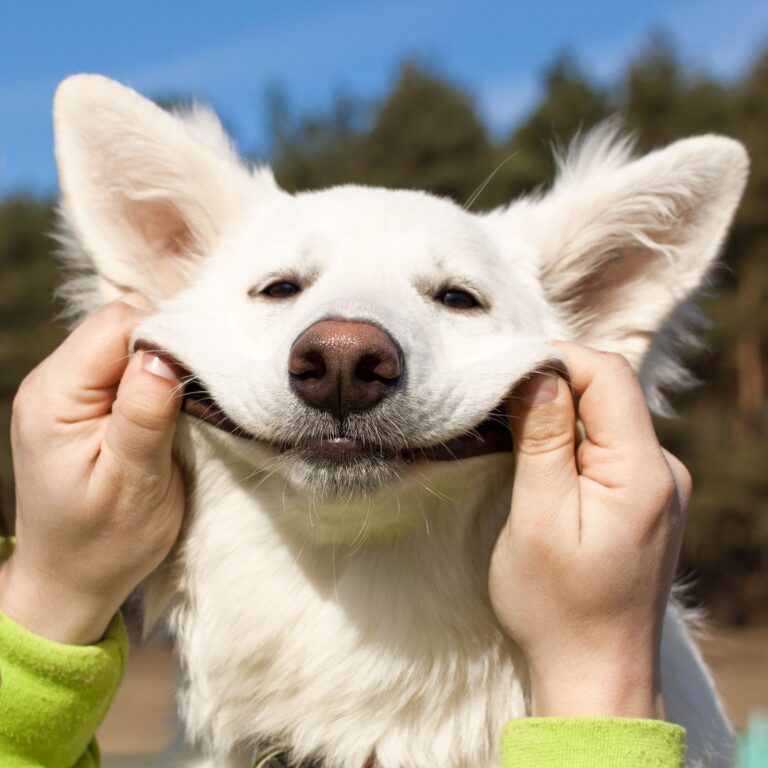 What’s Your Dog’s Personality Type Take the Quiz