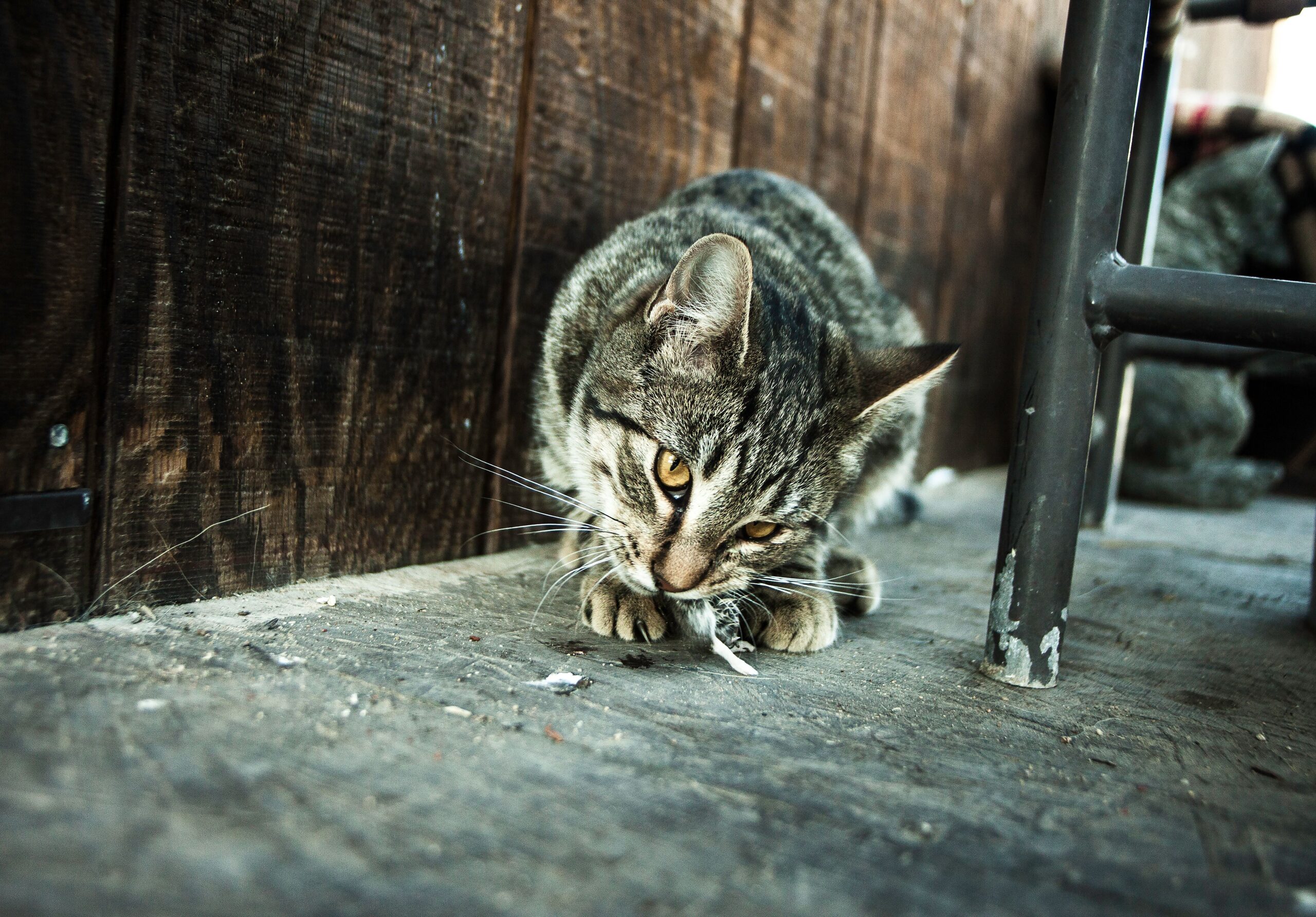 Why Do Cats Bring Dead Animals Home?