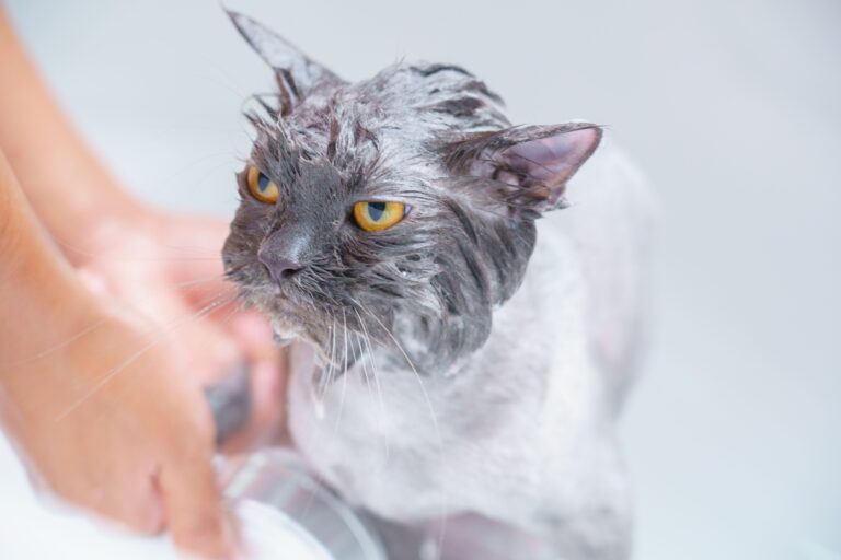 Why Do Cats Hate Water
