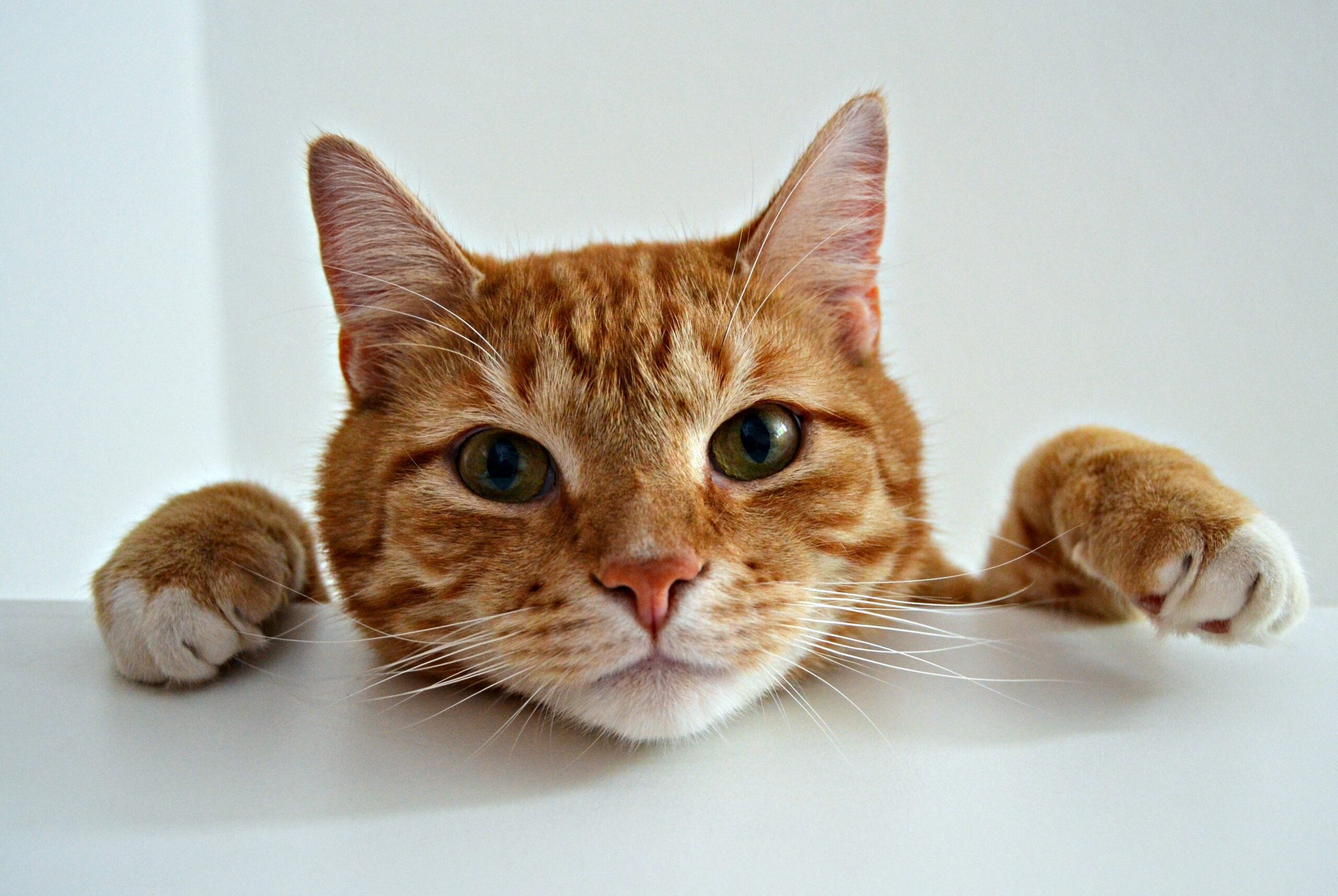 Why Do Cats Knock Things Off Tables?